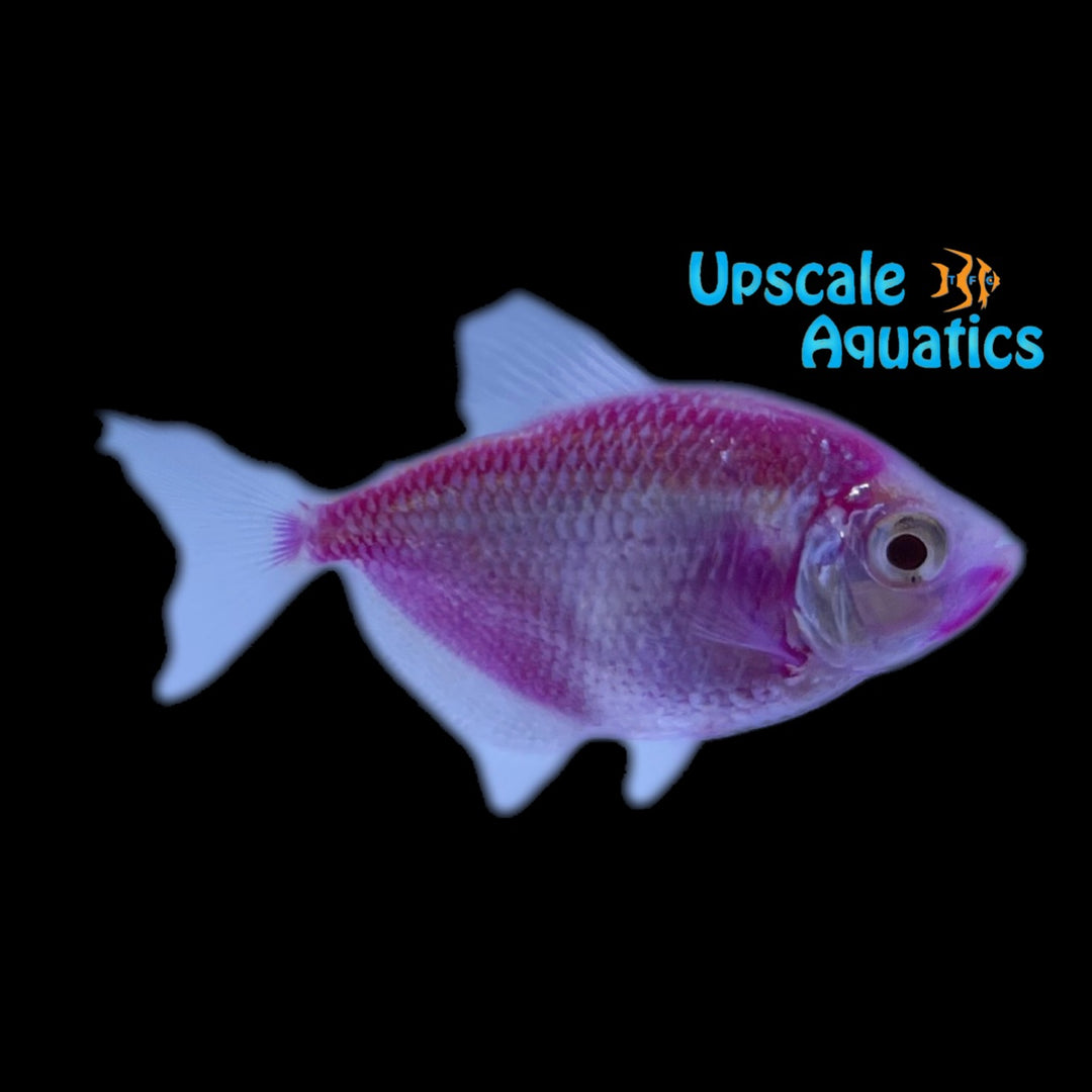 GloFish Skirt Tetra (Gymnocorymbus ternetzi)