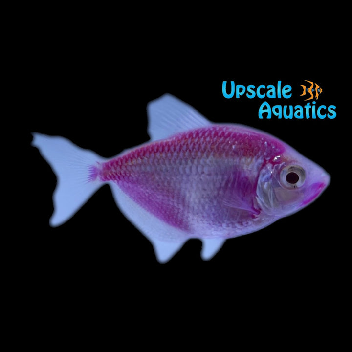 GloFish Skirt Tetra (Gymnocorymbus ternetzi)