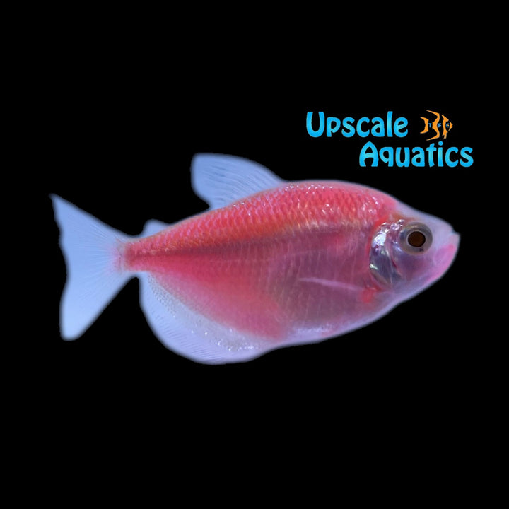 GloFish Skirt Tetra (Gymnocorymbus ternetzi)