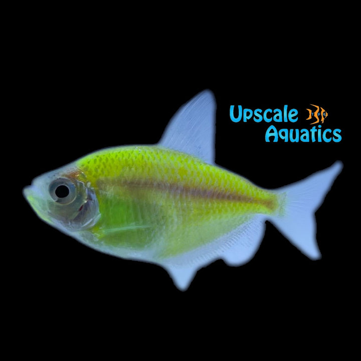 GloFish Skirt Tetra (Gymnocorymbus ternetzi)