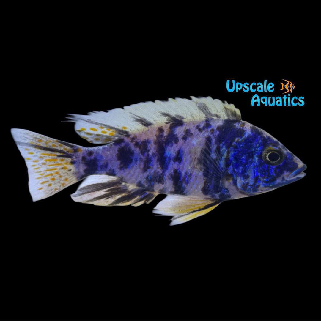 OB Azureus Hap (Copadichromis azureus)