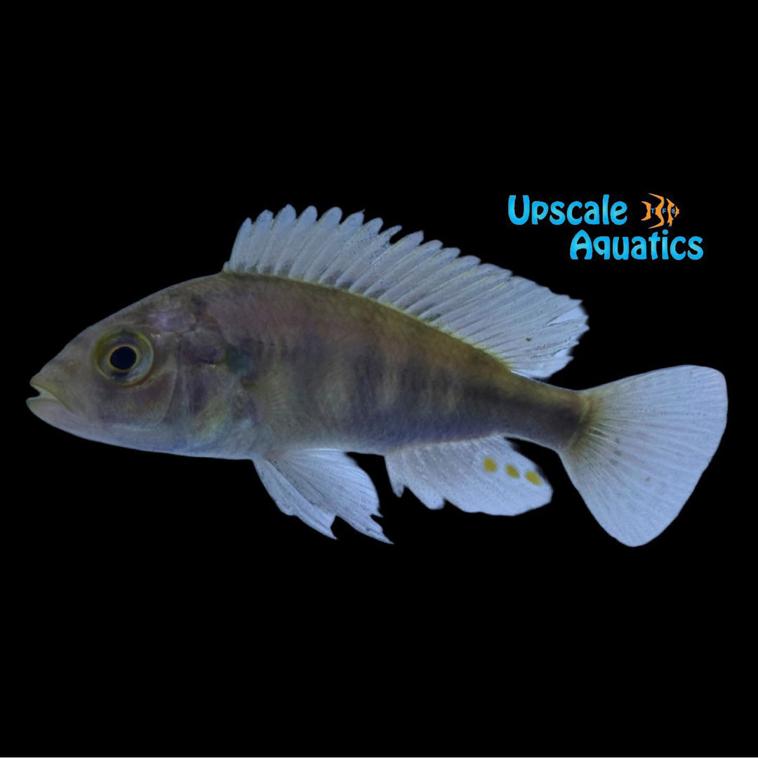 Dayglow Hap (Haplochromis sp. Dayglow)
