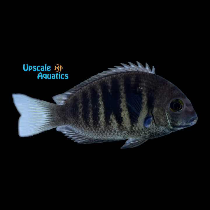 Canara Pearlspot Chromide Cichlid (Etroplus canarensis)