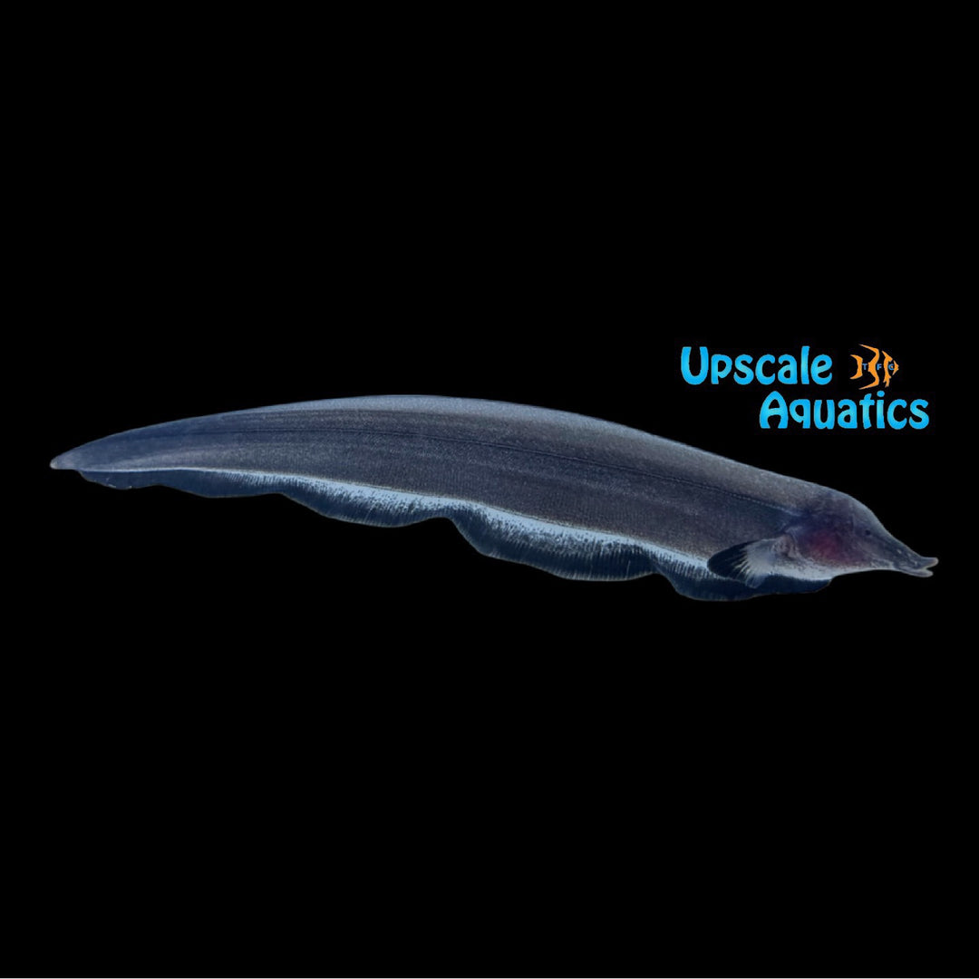 Pinocchio Black Ribbon Knifefish (Sternarchorhamphus muelleri)