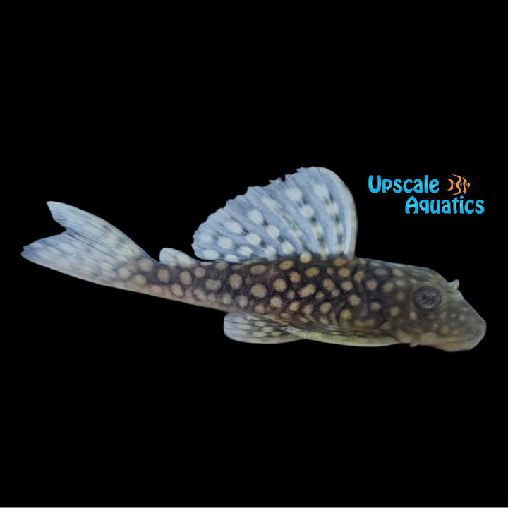 Silver Spot  Nugget Pleco L019 (Baryancistrus sp. L019)