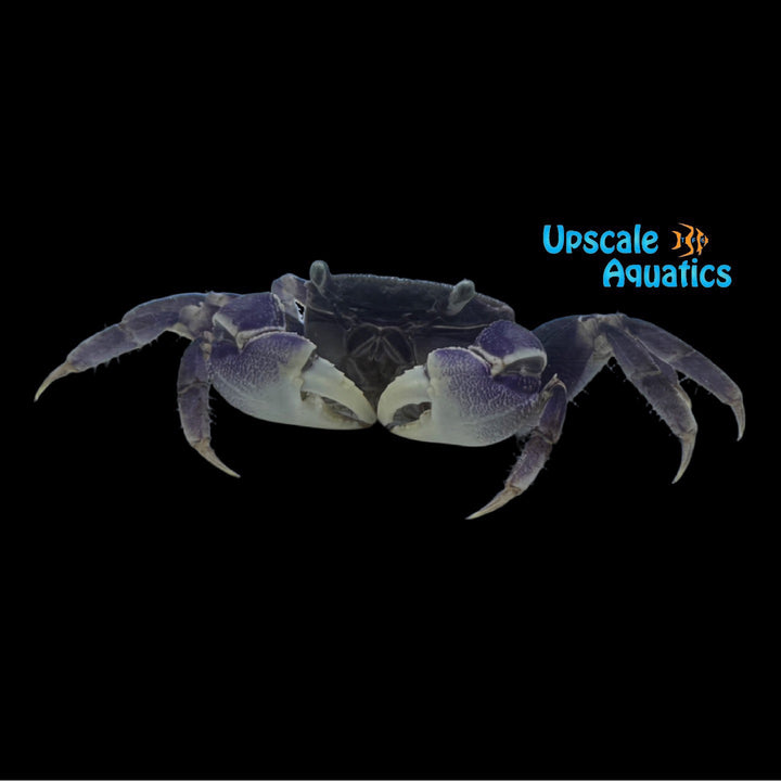 Blue Spider Crab (Neosarmatium rotundifrons)