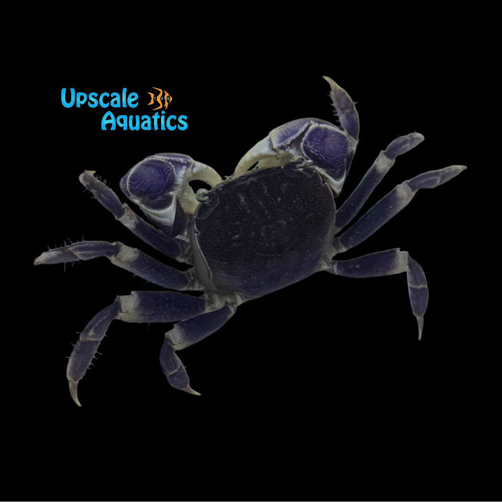 Blue Spider Crab (Neosarmatium rotundifrons)
