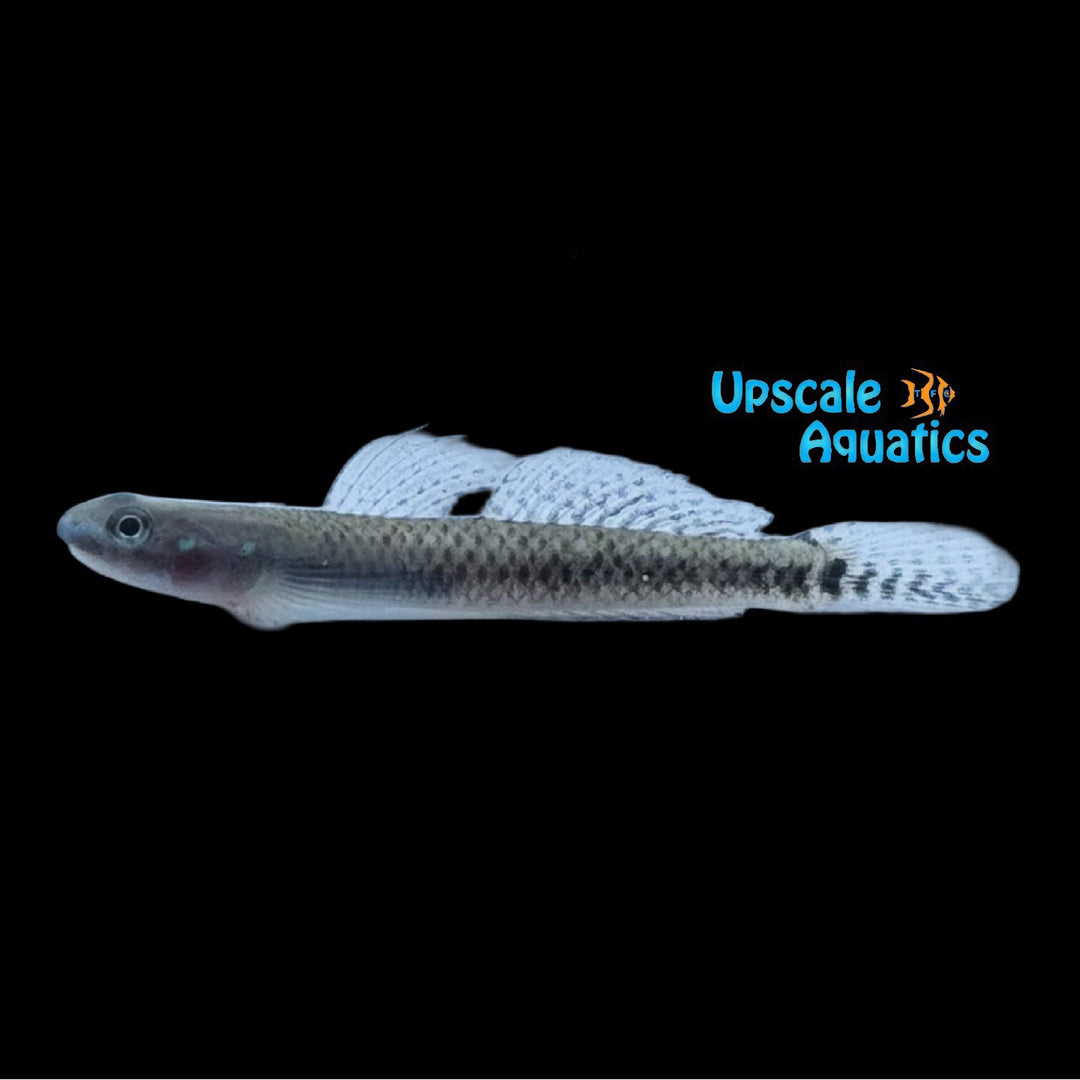 Lampung Hill-Stream Goby (Stiphodon carisa)