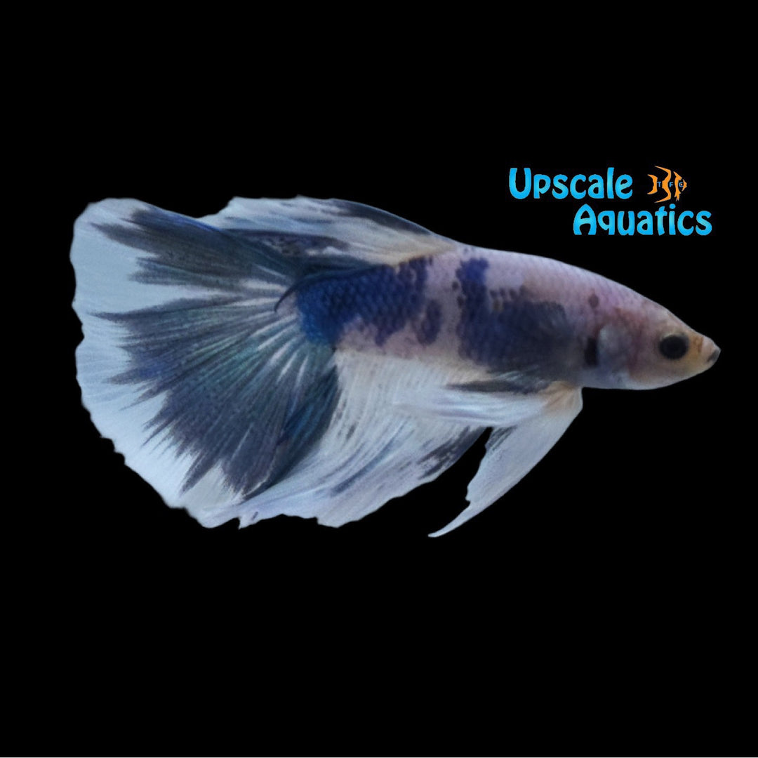 Blue Panda Super Delta Betta - Male (Betta splendens)