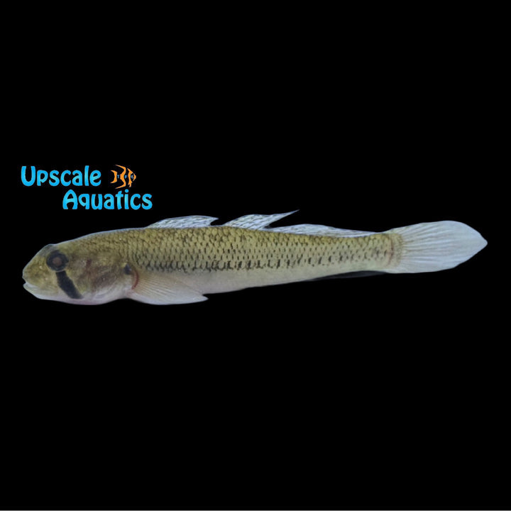 Chinstripe Goby (Stenogobius genivittatus)