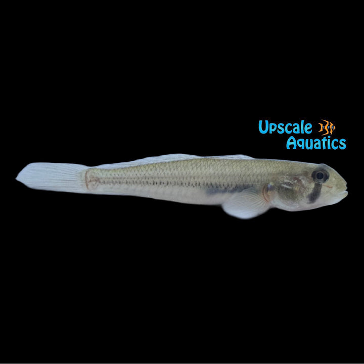 Chinstripe Goby (Stenogobius genivittatus)