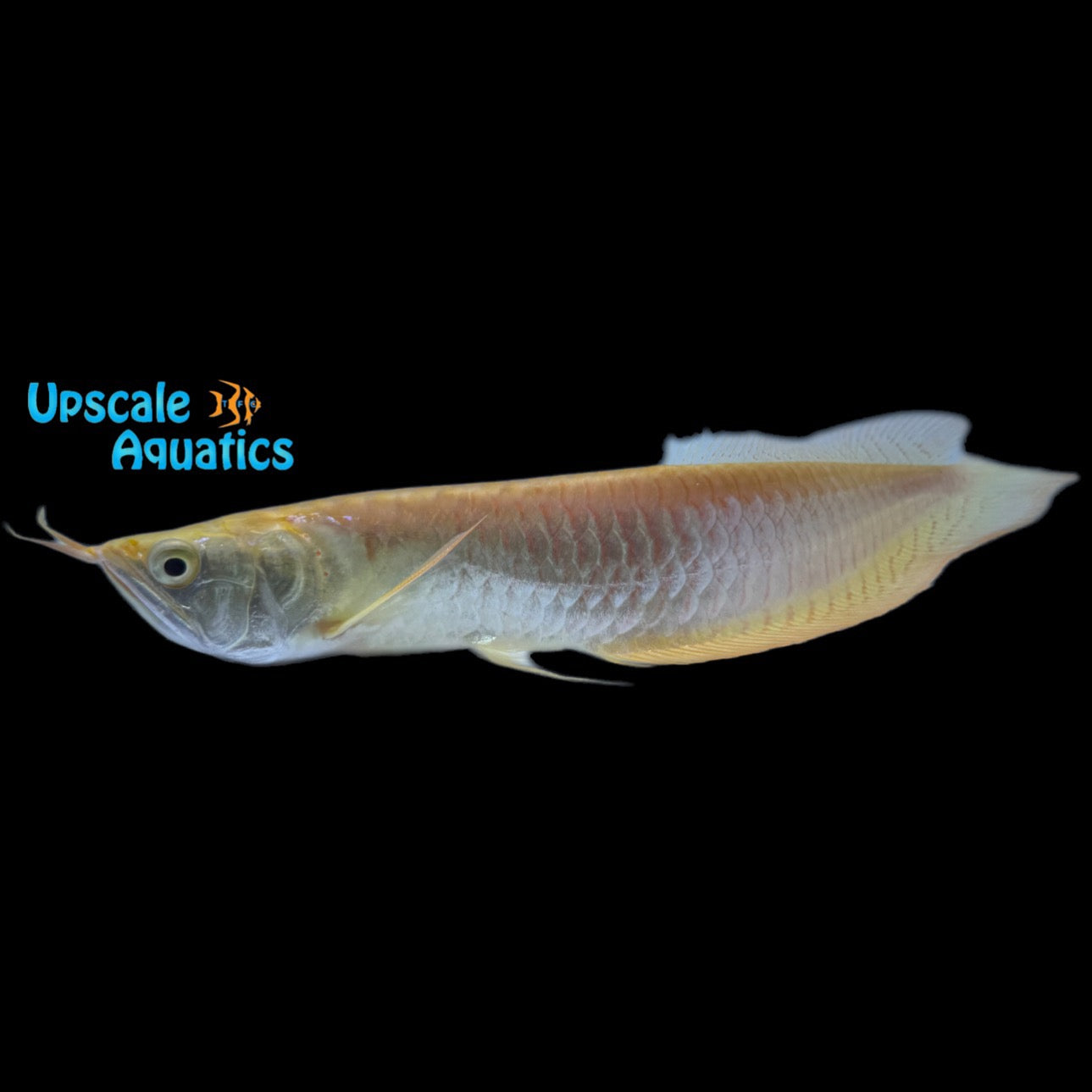 Leucistic Golden Silver Arowana (Osteoglossum bicirrhosum leucistic go ...