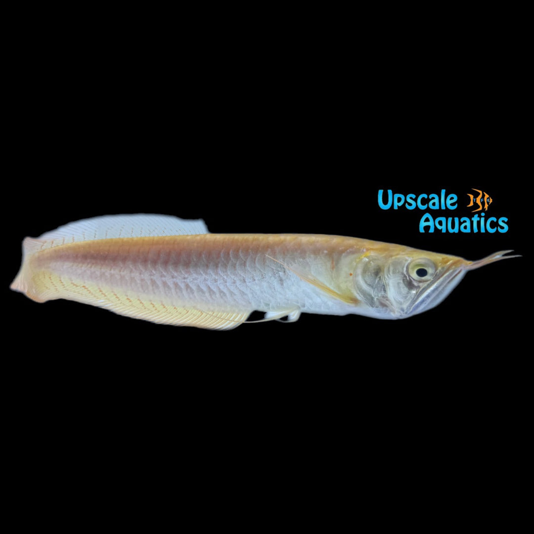 Leucistic Golden Silver Arowana (Osteoglossum bicirrhosum leucistic golden)