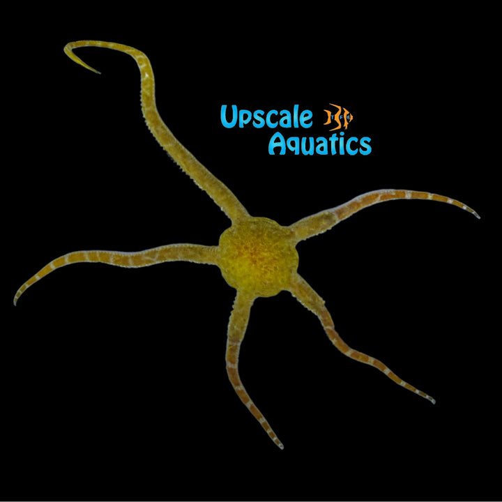Orange Serpent Starfish (Ophioderma sp.)