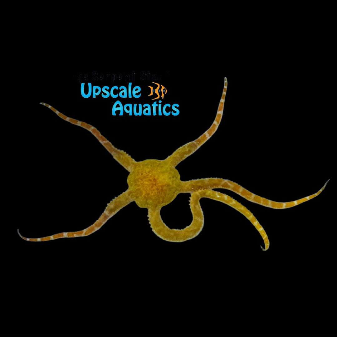 Orange Serpent Starfish (Ophioderma sp.)