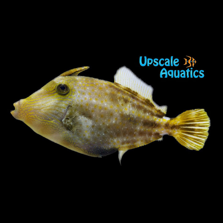 Orangespotted Filefish (Cantherhines pullus)