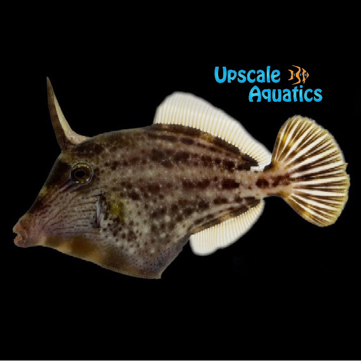 Orangespotted Filefish (Cantherhines pullus)