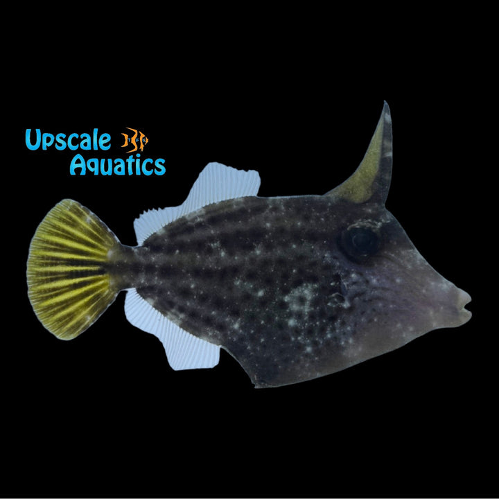 Orangespotted Filefish (Cantherhines pullus)
