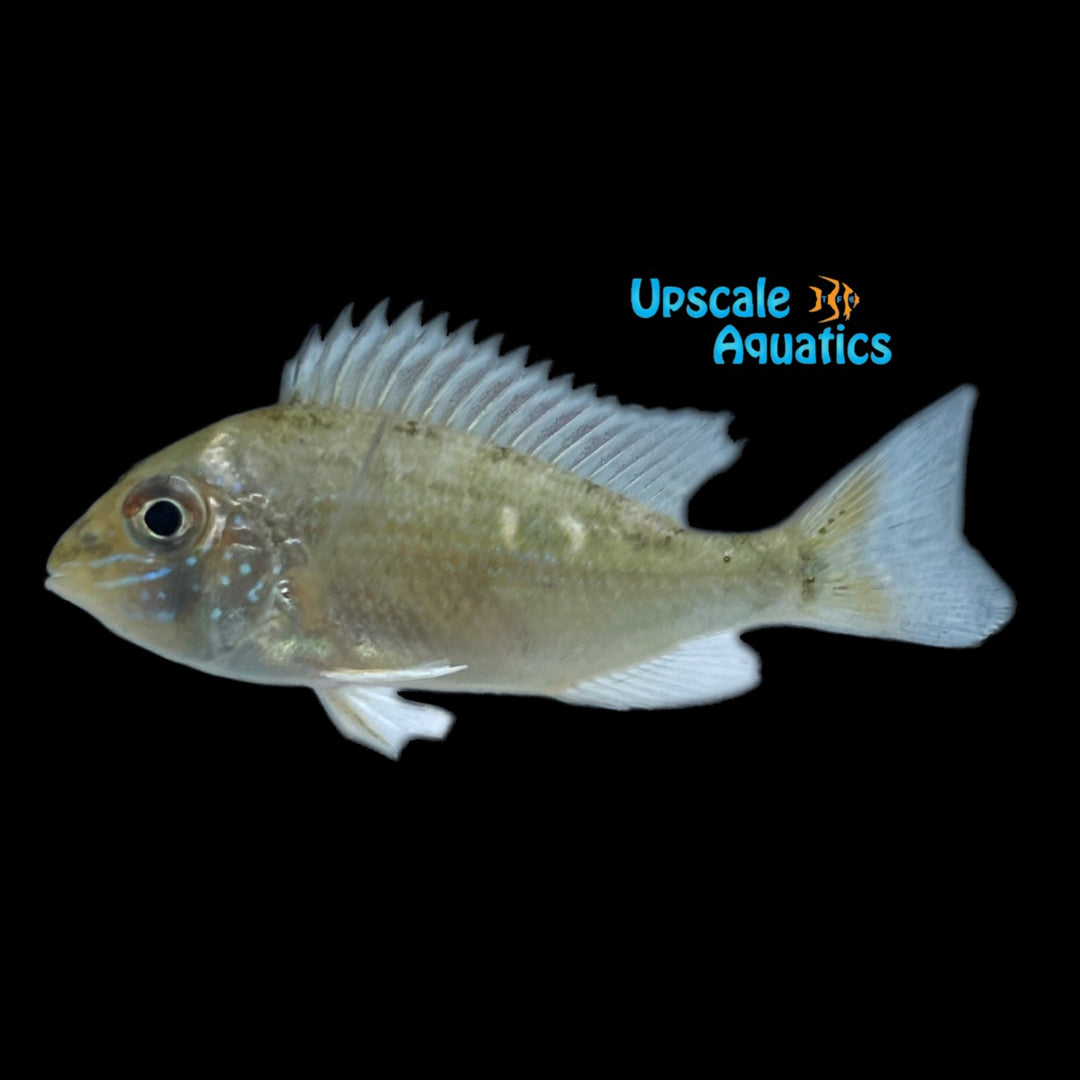 Cupido Cichlid (Biotodoma cupido)