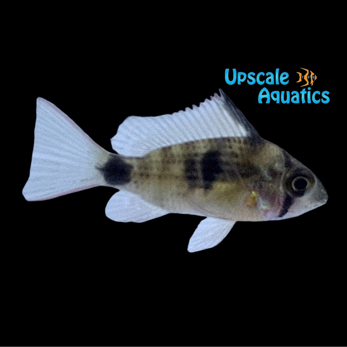 Brazilian Rams Brazilian Ram (Mikrogeophagus maculicauda) – Upscale Aquatics