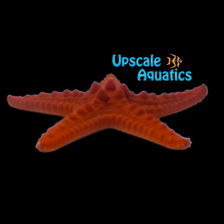 Orange Chocolate Chip Starfish (Protoreaster nodosus var. orange)