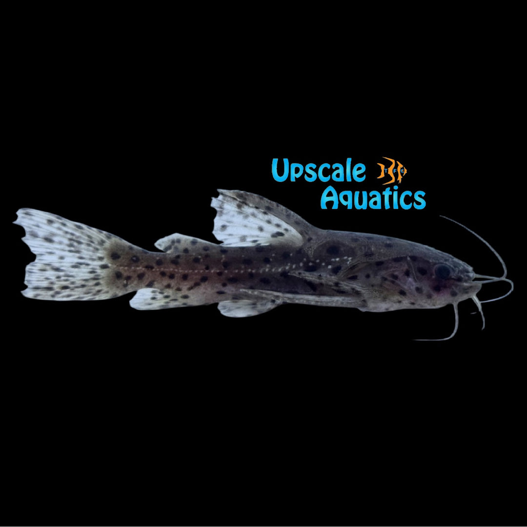 Spotted Jaguar Catfish (Liosomadoras morrowi)
