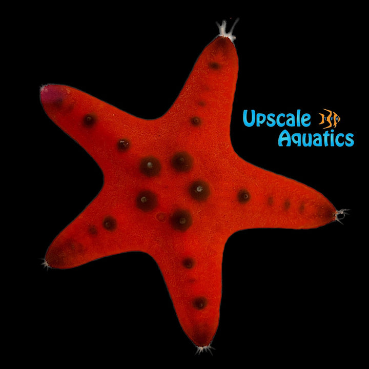 Orange Chocolate Chip Starfish (Protoreaster nodosus var. orange)