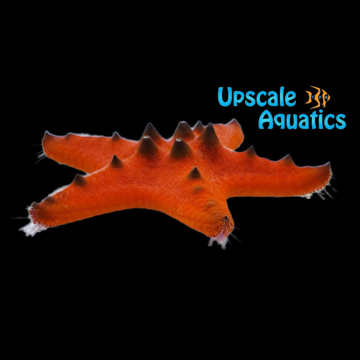 Orange Chocolate Chip Starfish (Protoreaster nodosus var. orange)