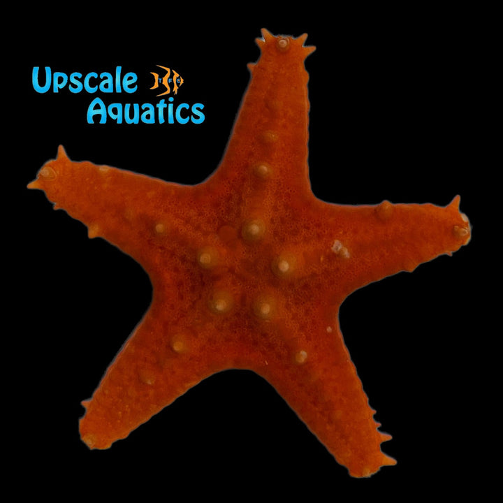 Orange Chocolate Chip Starfish (Protoreaster nodosus var. orange)