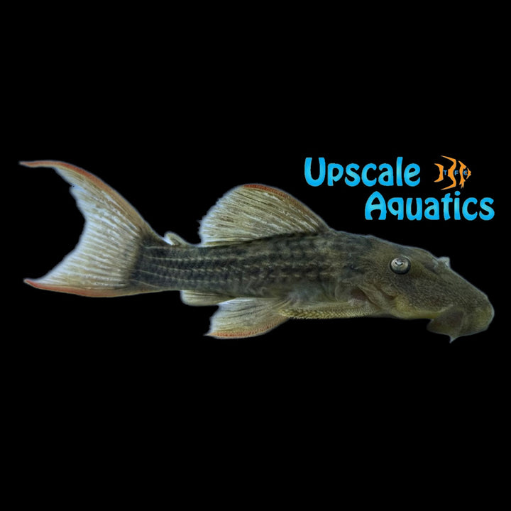 Redfin Cactus Pleco L024 (Pseudacanthicus pitanga)