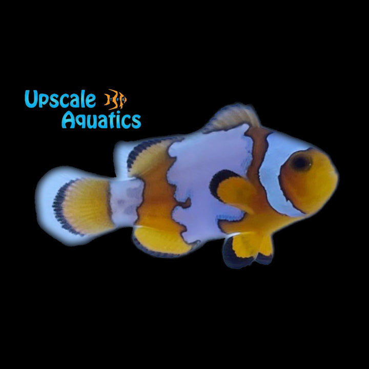 Snowflake Clownfish (Amphiprion ocellaris)