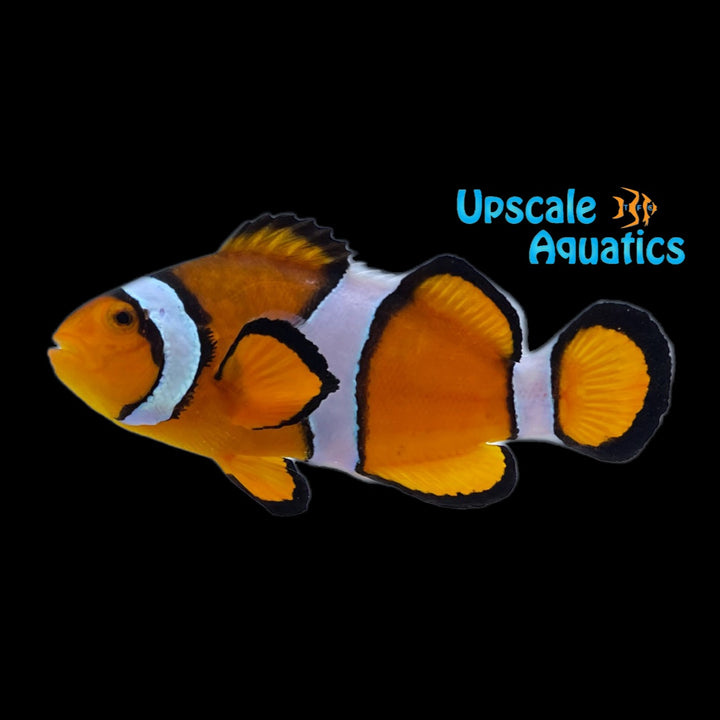 Ocellaris Clownfish - Captive Bred (Amphiprion ocellaris)