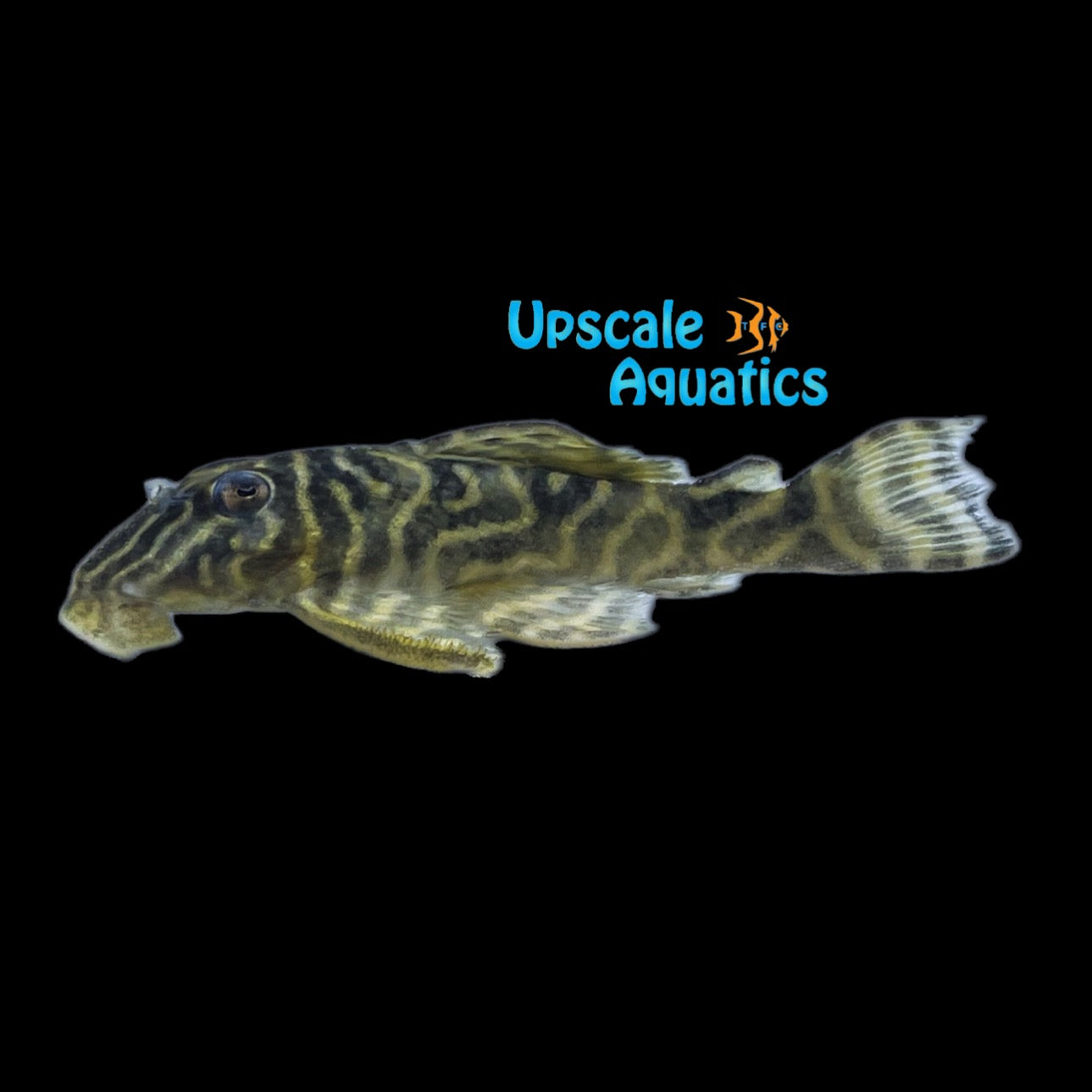 Chocolate Zebra Pleco L129 (Hypancistrus debilittera) – Upscale