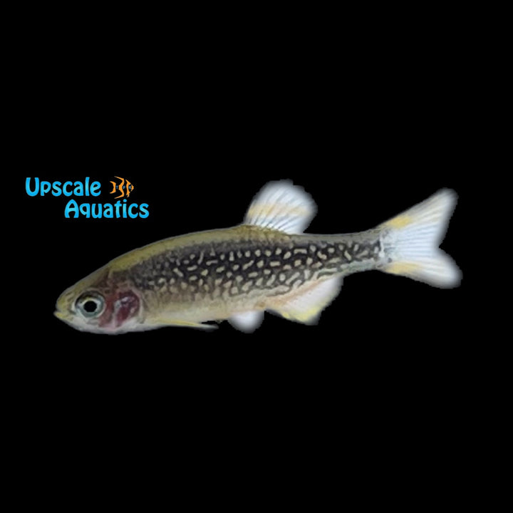 Celestial Pearl Danio (Danio margaritatus)