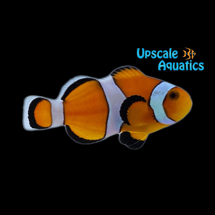 Ocellaris Clownfish - Captive Bred (Amphiprion ocellaris)