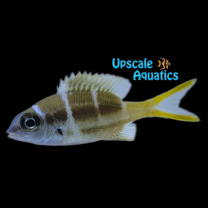 Humpnose Big-Eye Bream (Monotaxis grandoculis)