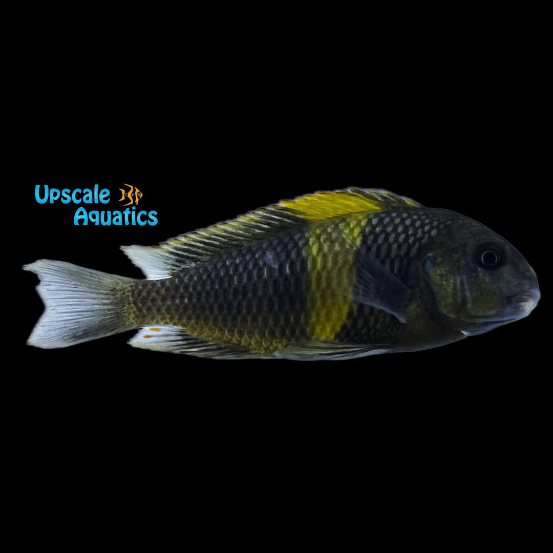 Yellow Banded Tropheus (Tropheus sp. 'Ikola' Kaiser)