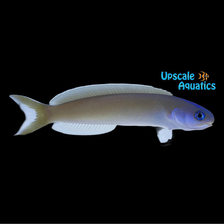 Dusky Tilefish (Hoplolatilus cuniculus)