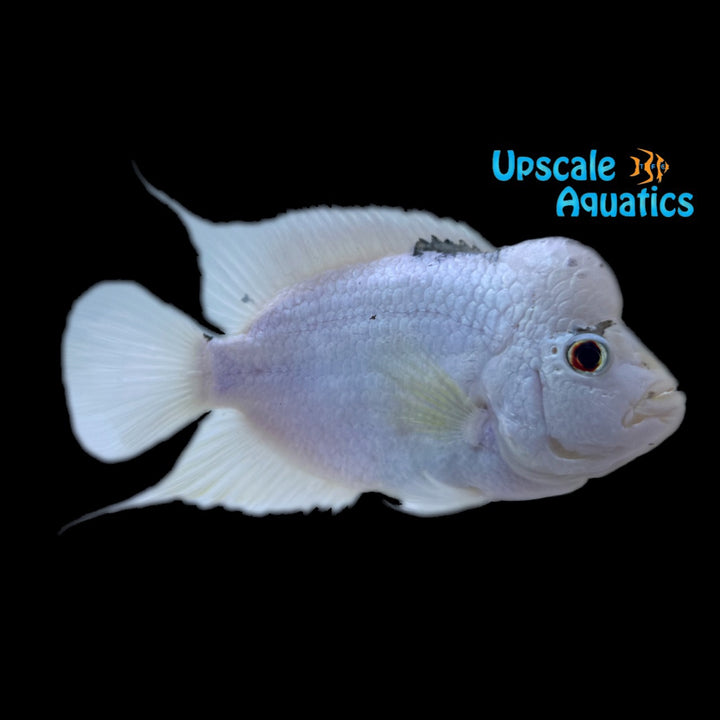 Platinum Flowerhorn (Cichlasoma x)