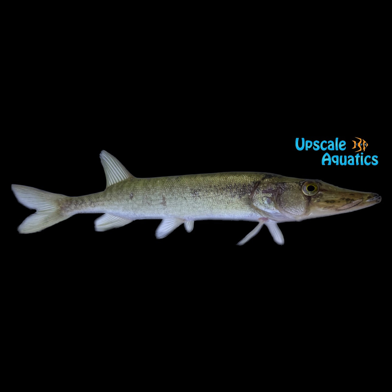 Chain Pickerel (Esox niger) – Upscale Aquatics