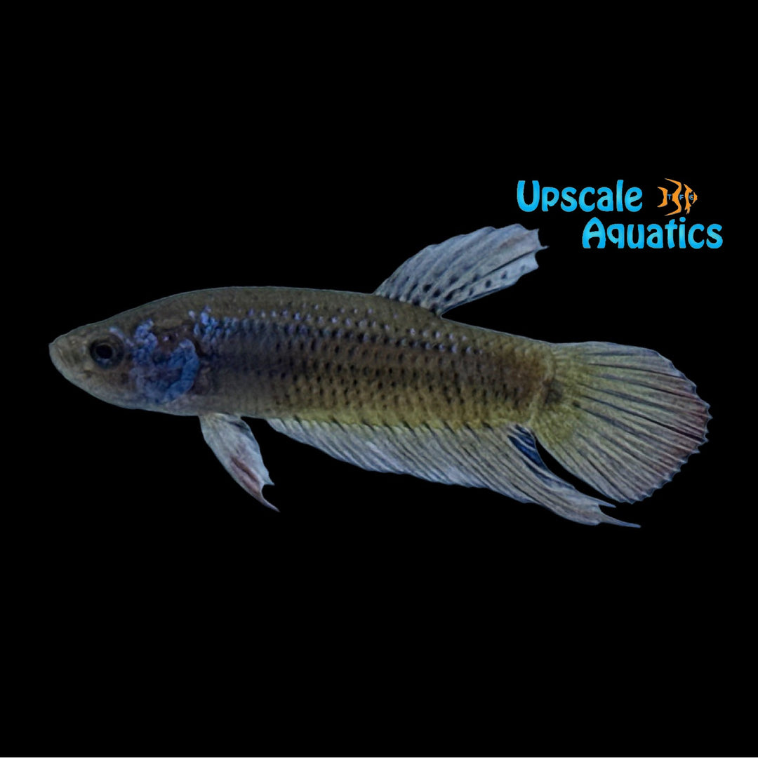 Imbellis Betta (Betta imbellis)