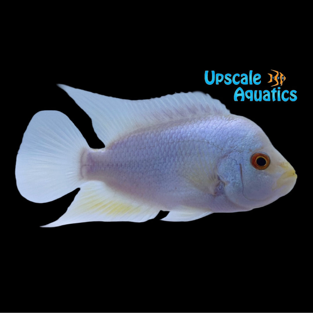 Platinum Flowerhorn (Cichlasoma x)