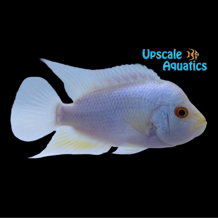 Platinum Flowerhorn (Cichlasoma x)