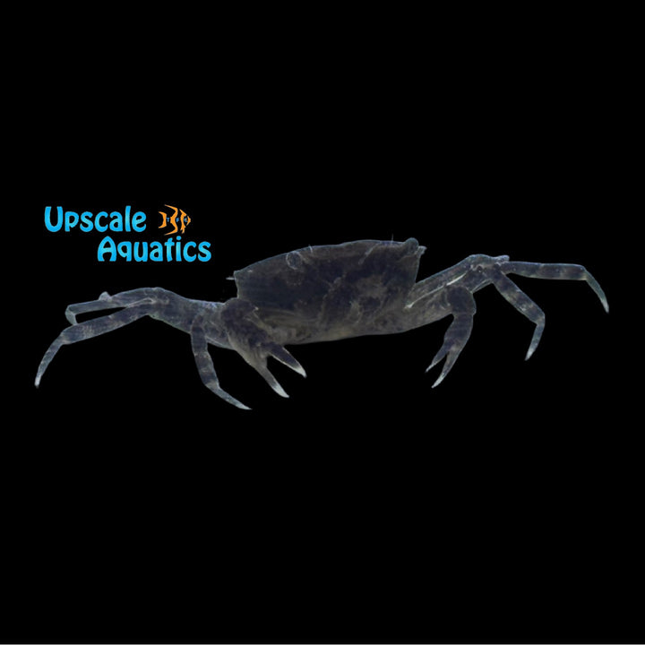 Thai Micro Rock Crab (Siamthelphusa retimanus)