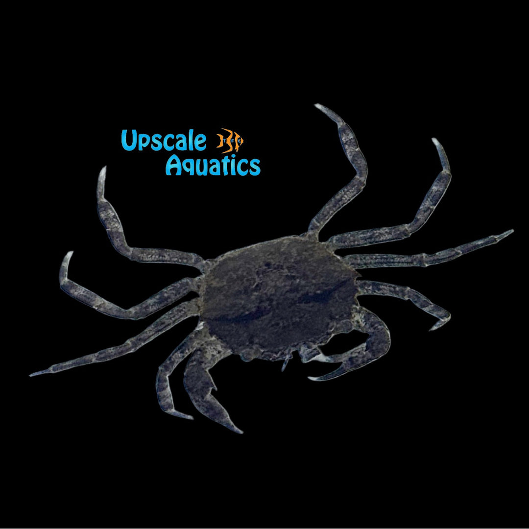Thai Micro Rock Crab (Siamthelphusa retimanus)