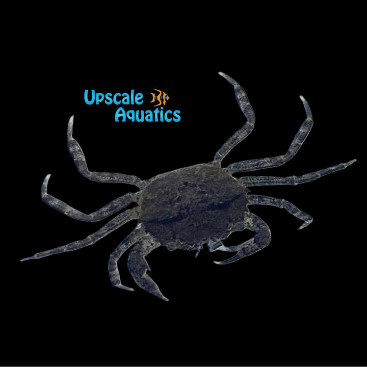Thai Micro Rock Crab (Siamthelphusa retimanus)