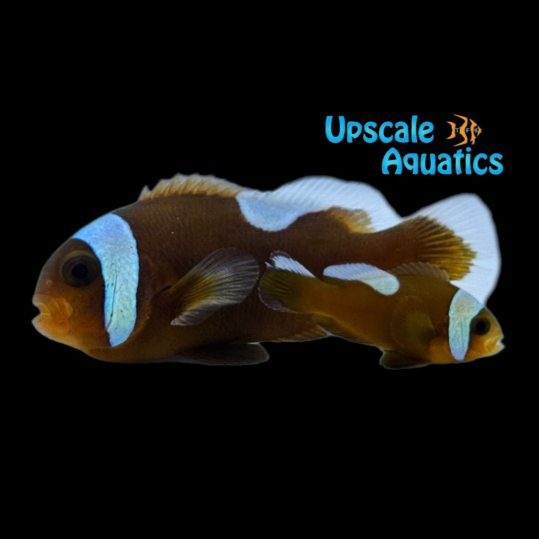 Brown Saddleback Clownfish - Wild (Amphriprion polymnus)