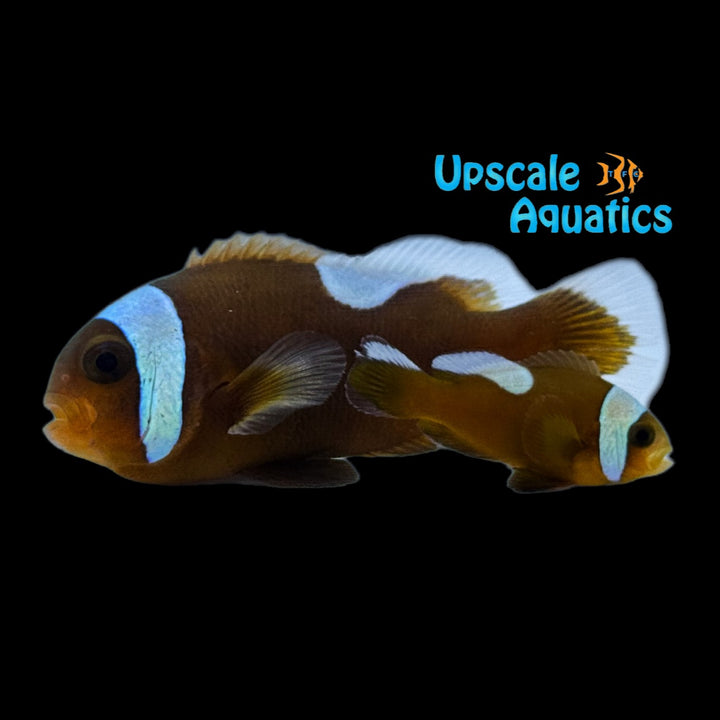 Brown Saddleback Clownfish - Wild (Amphriprion polymnus)