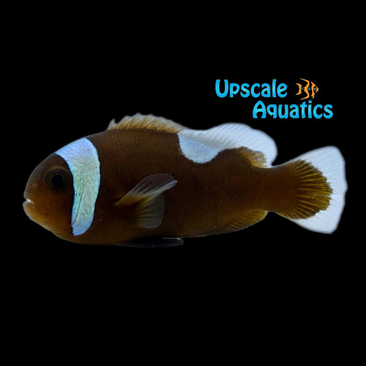 Brown Saddleback Clownfish - Wild (Amphriprion polymnus)