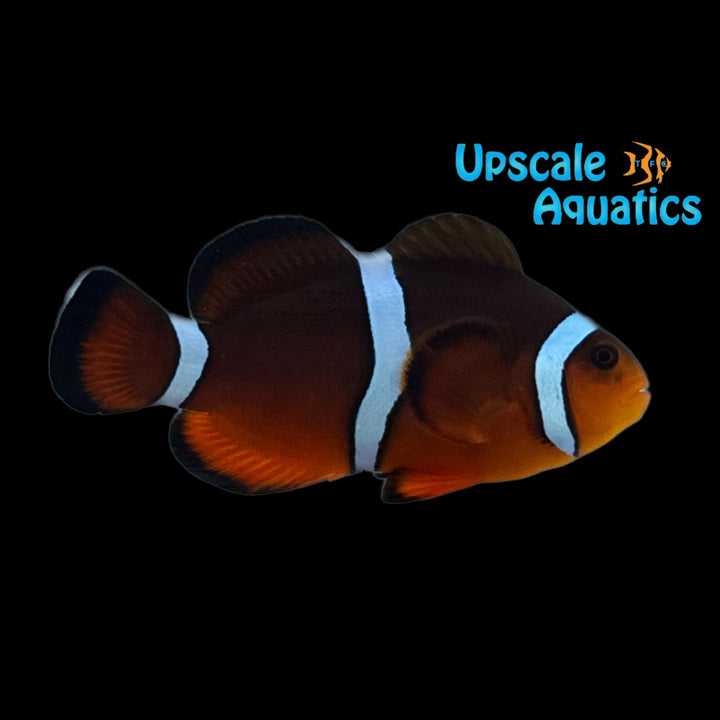 Mai Tai Clownfish (Amphiprion ocellaris x Amphiprion biaculeatus)